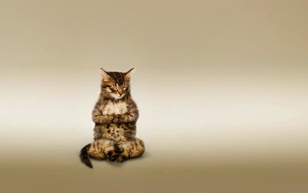 cat-meditating-wallpaper-1